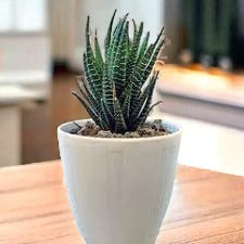 Zebra Haworthia Plant