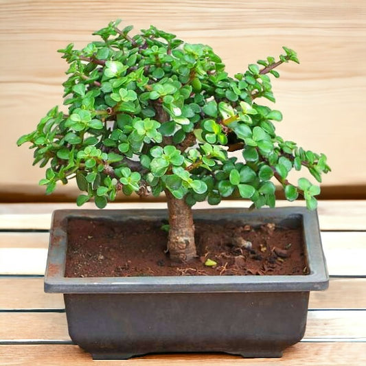 Jade Mini Bonsai Plant