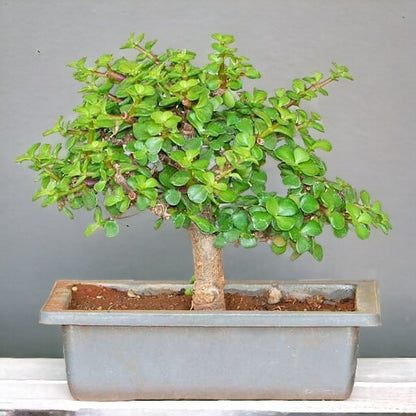Jade Mini Bonsai Plant