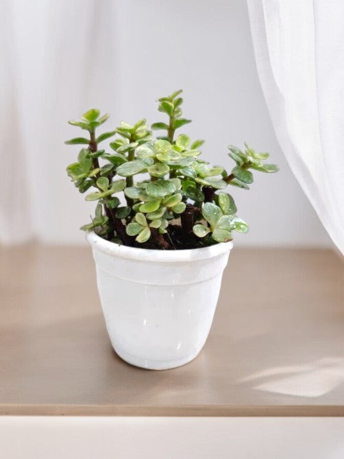 Jade Mini Variegated Plant