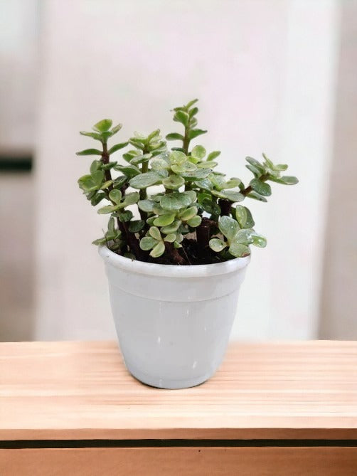 Jade Mini Variegated Plant