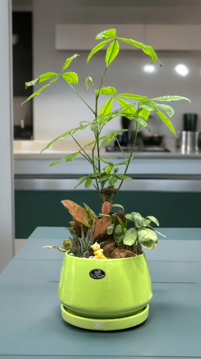 Bonsai Plants with Diameter Planter