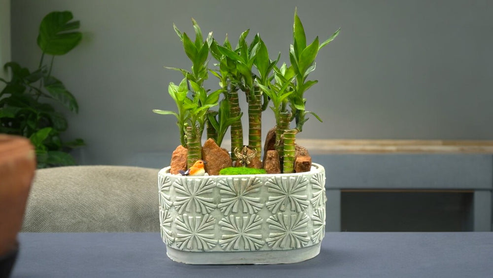 Lucky Bamboo plant in Designer Planter