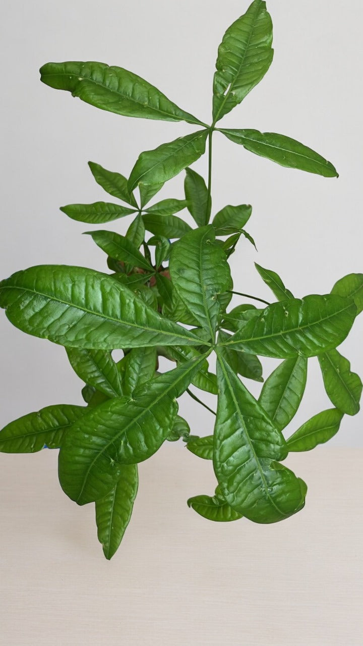 Bonsai Plants with Diameter Planter