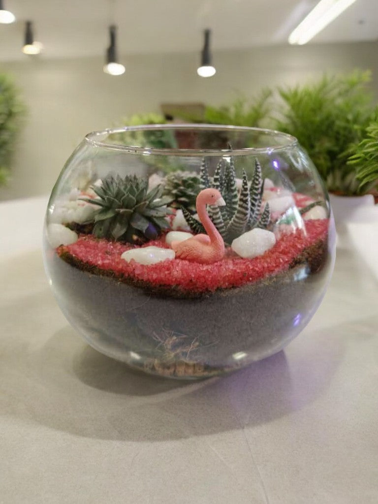 Designer Plants Terrarium with succulents