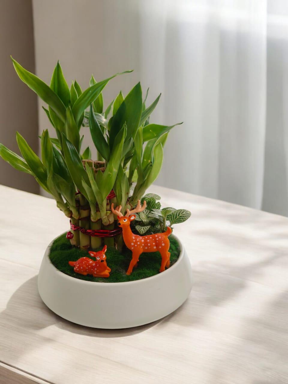 indoor plants in bangalore