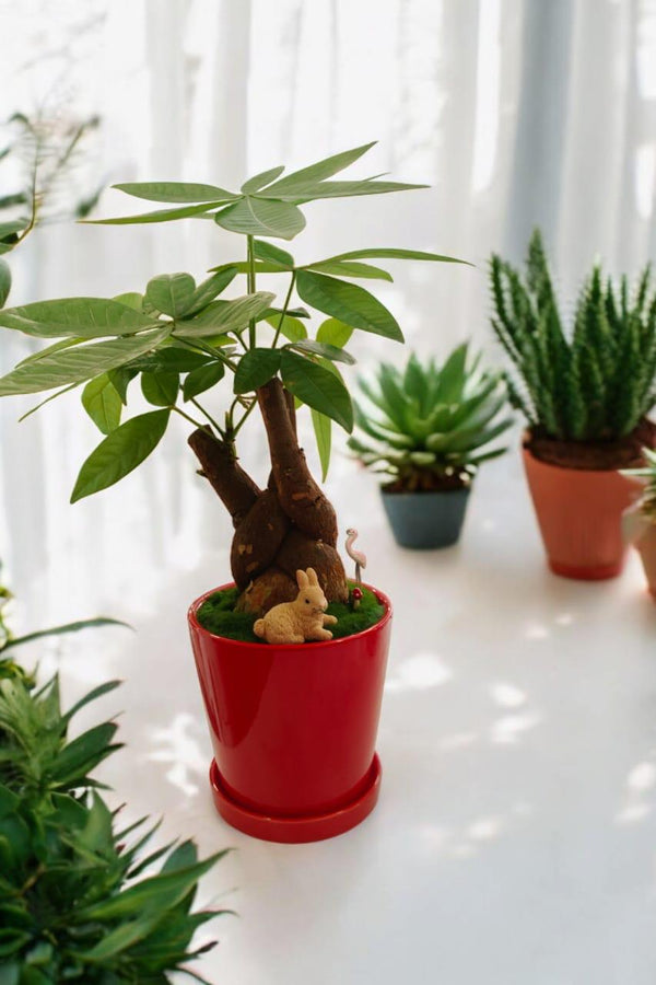 Pachira plant with Artificial Moss miniature miniature terrarium arrangement