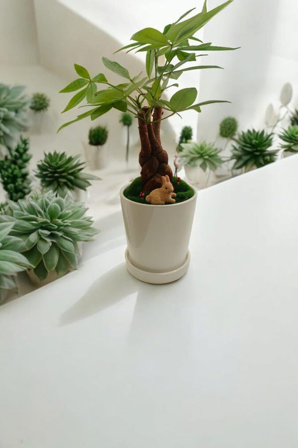 Pachira plant with Artificial Moss miniature miniature terrarium arrangement
