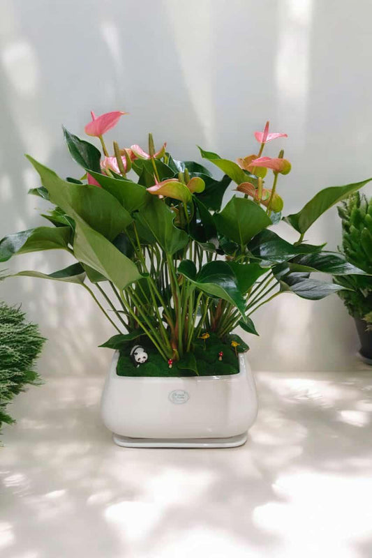 Anthurium Andraeanum with designer planter