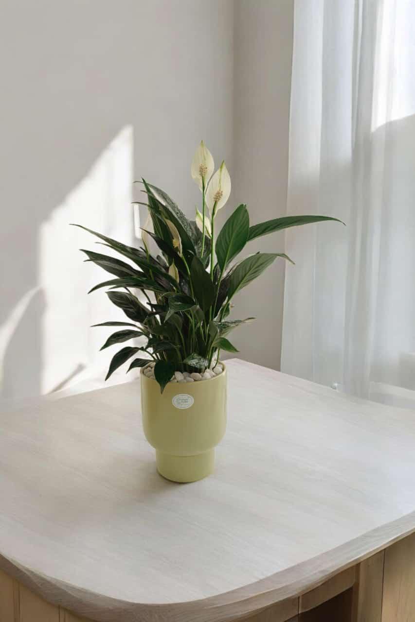 Peace lilly with designer planter