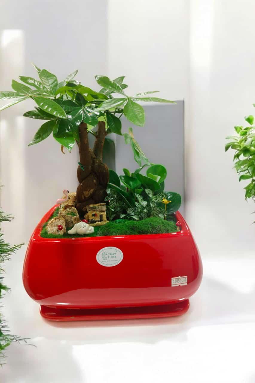 Pachira plant with succulents set miniature
