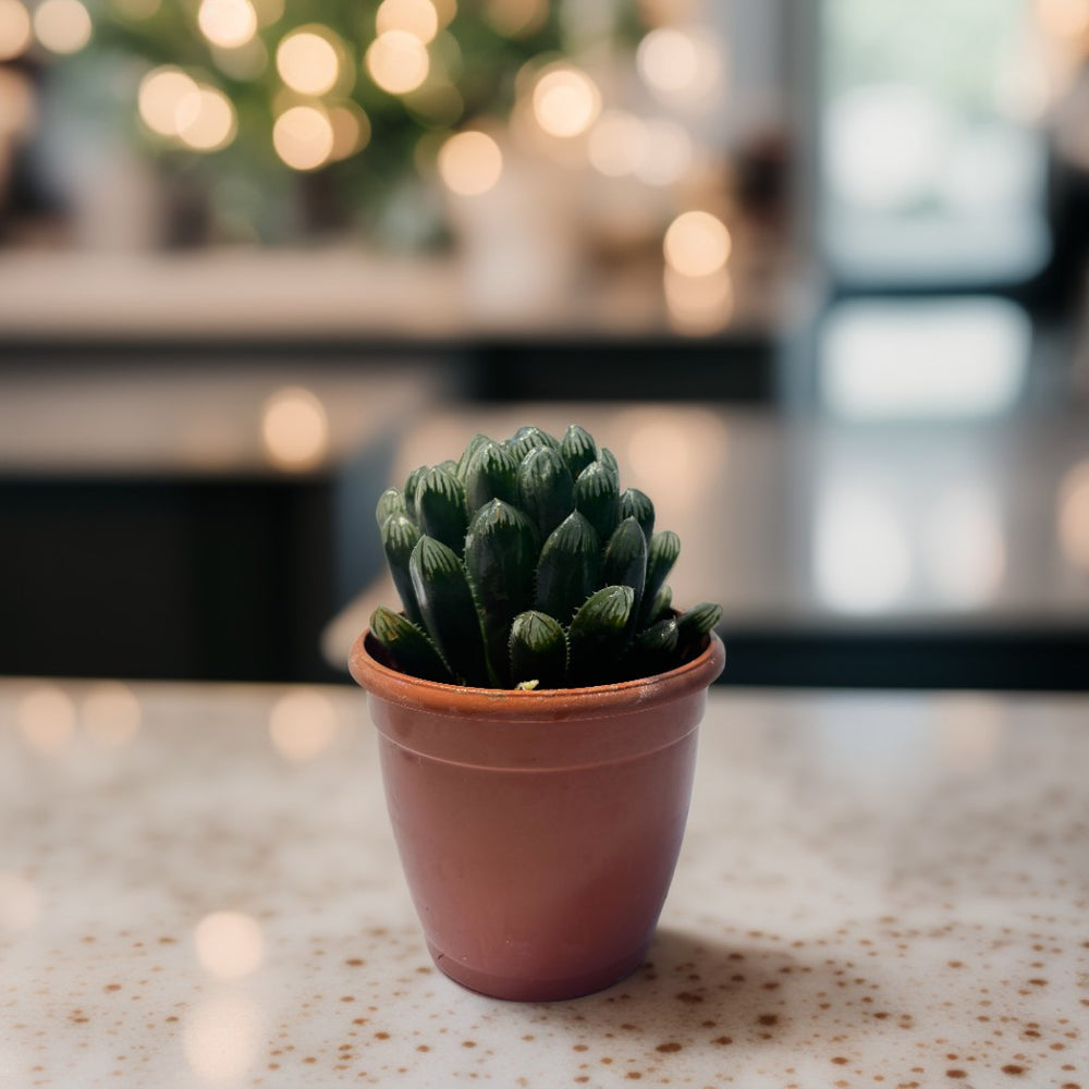 Haworthia cooperi Succulent