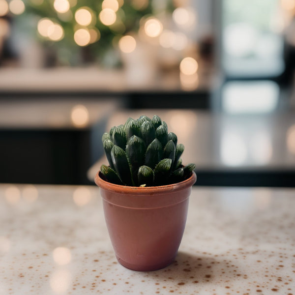 Haworthia cooperi Succulent