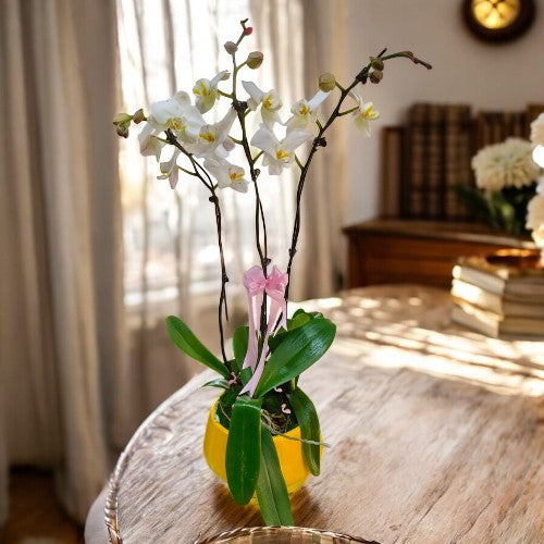 orchid plants buy in Bangalore