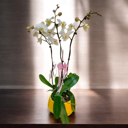 buy orchid plants in Bangalore 