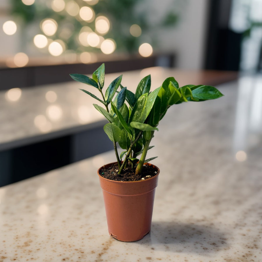 ZZ Plant small size – glossy green low-maintenance indoor plant in pot – CrazyFlora