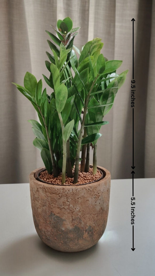 ZZ plant with glossy dark-green leaves in a brown ceramic designer pot