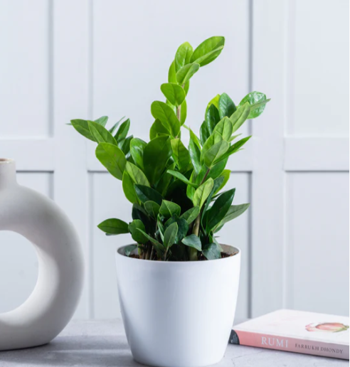 Indoor plants safe home delivery 