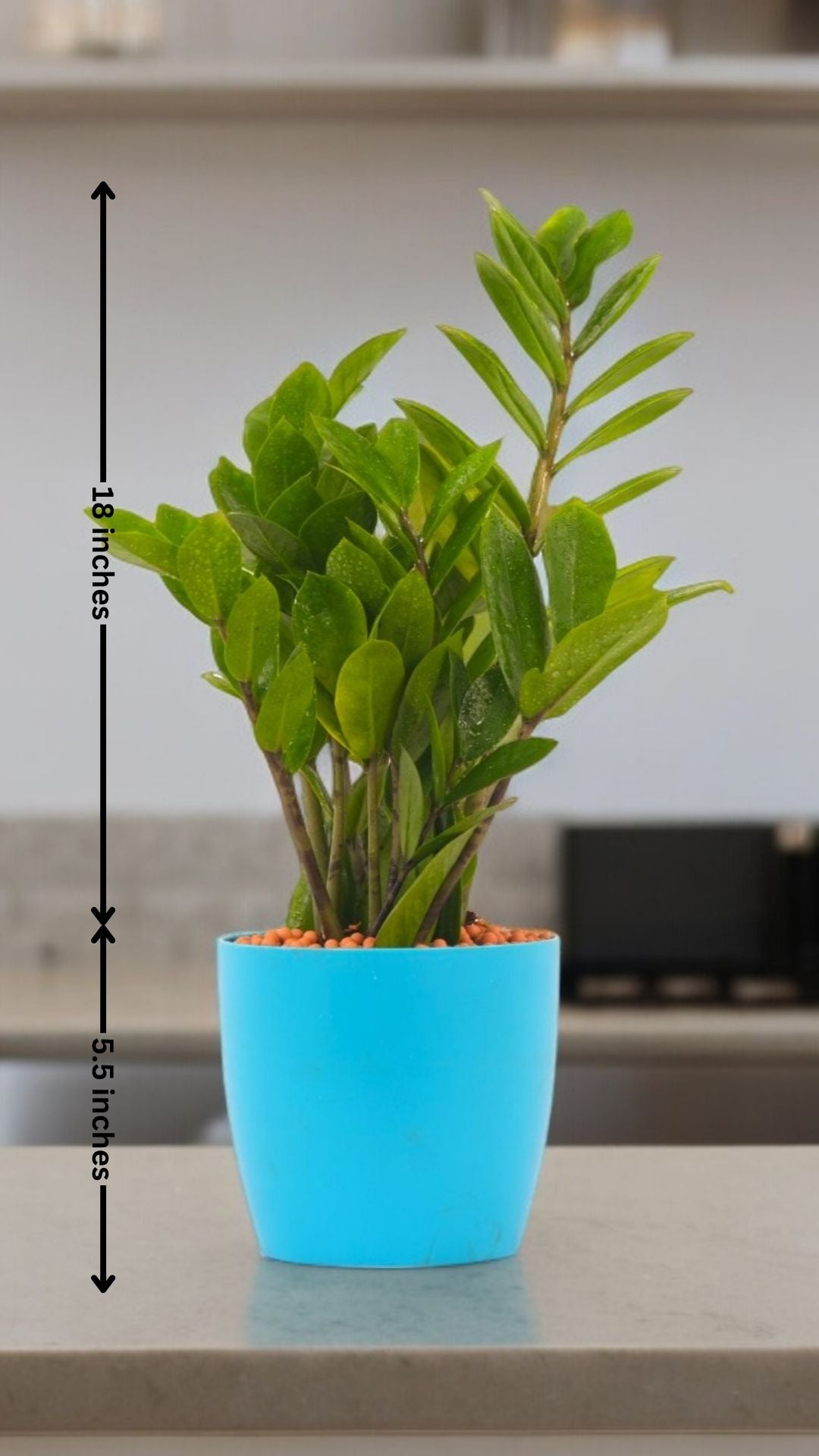 Indoor plants for apartments in Bangalore