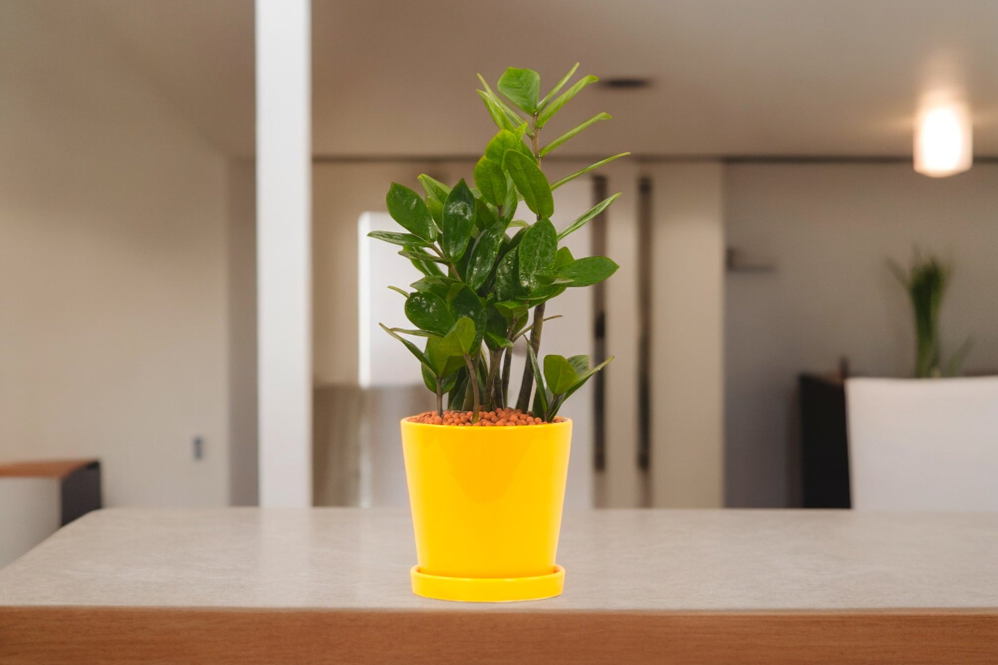 Indoor plant delivery in Bangalore