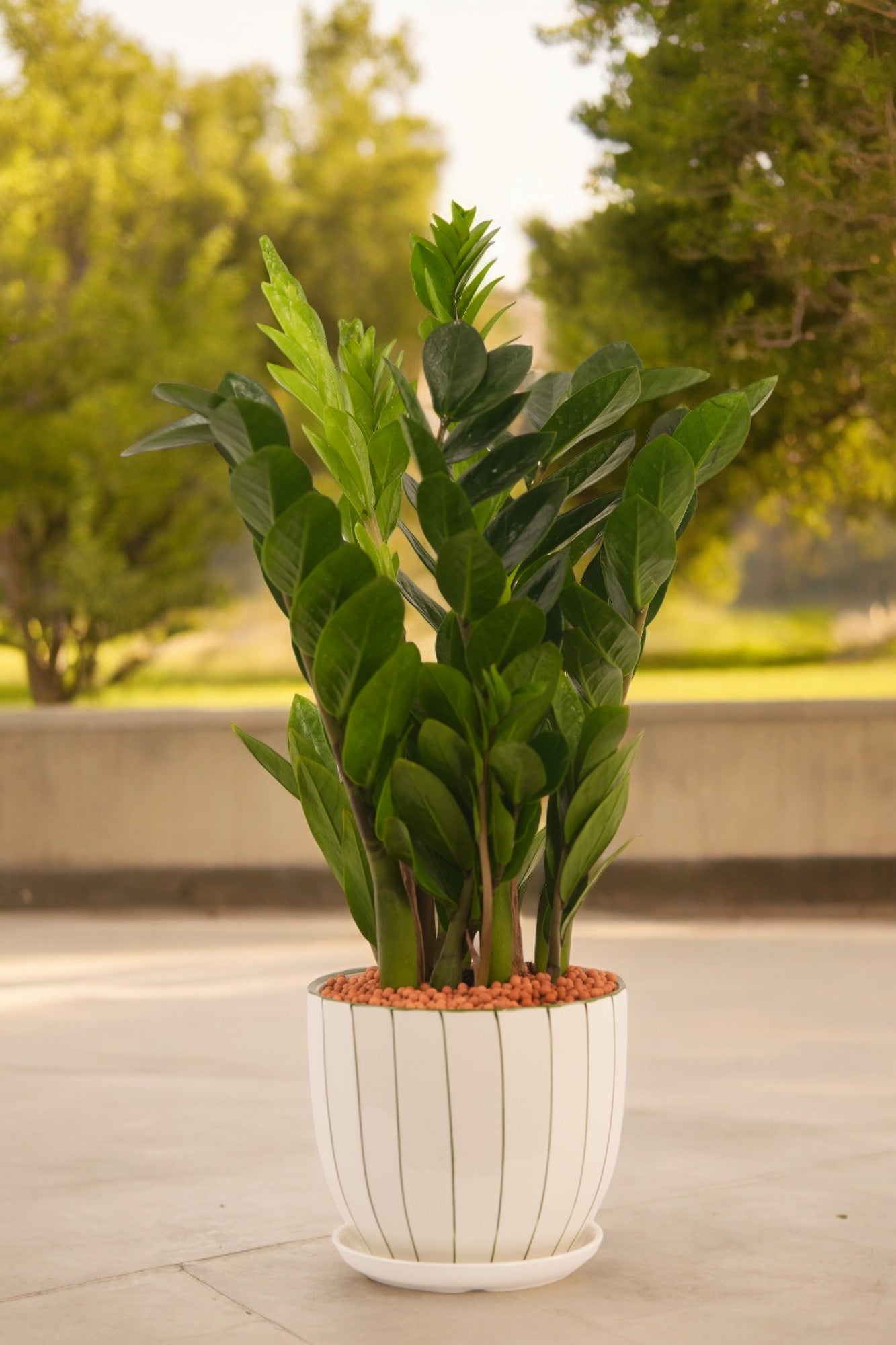 shop indoor plants in Bangalore