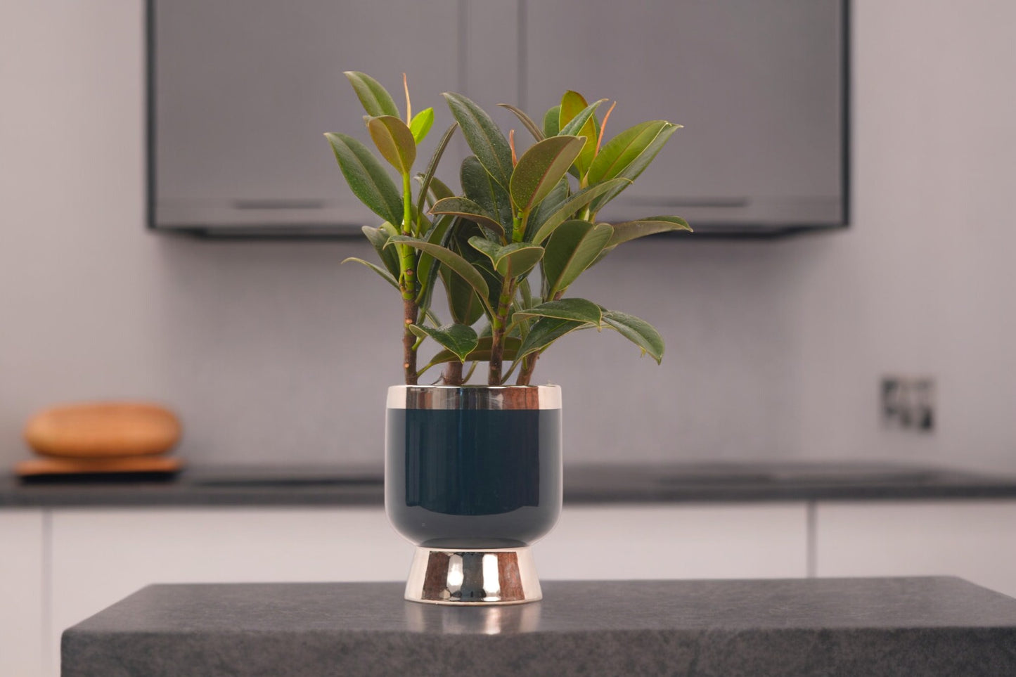 Best indoor plants for Bangalore homes