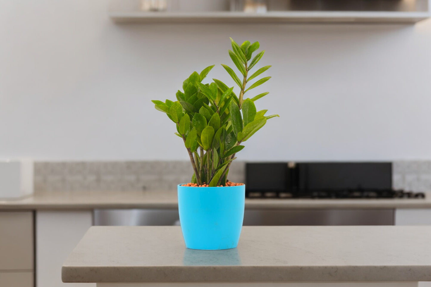 Air-purifying indoor plants Bangalore