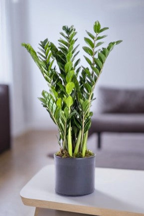 indoor plants bangalore online Zamia – Crazyflora
