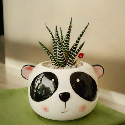 Zebra Plant – Beautiful Indoor Foliage Plant with Bold Patterns