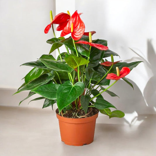 Anthurium Red Plant