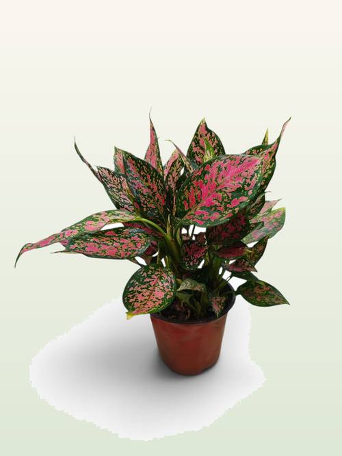 Aglaonema Red Gold