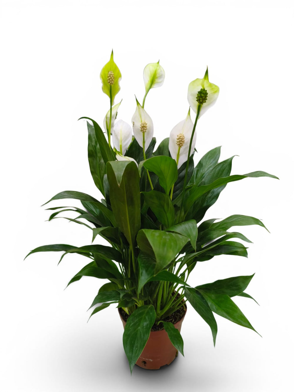 Peace Lily (Spathiphyllum wallisii)