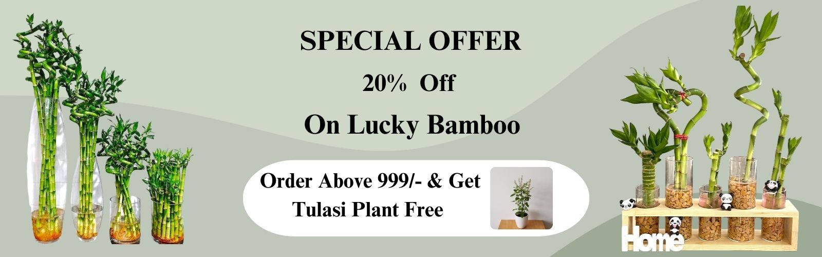 lucky bamboo Shop  in bangalore