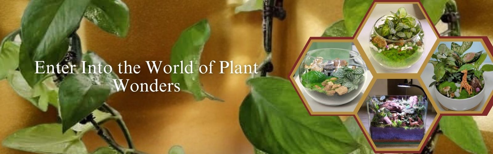 plant wander banner in bangalore