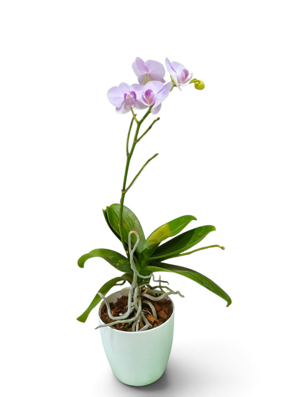 Dendrobium Orchid – Blush Pink indoor plant in a pot