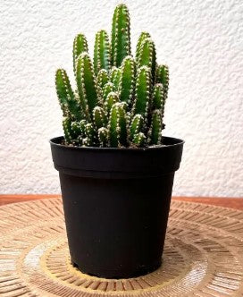 Elongated Cactus Plant Variegated