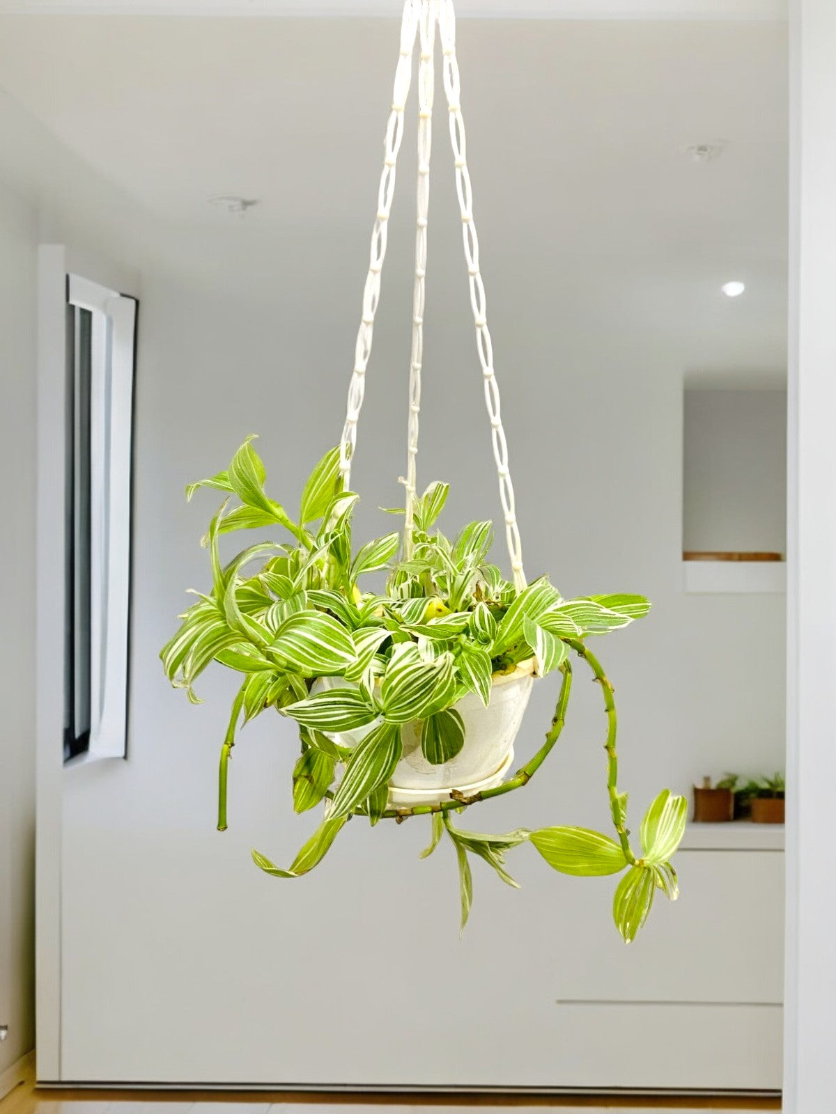 Money N Joy Plant With Hanging Pot