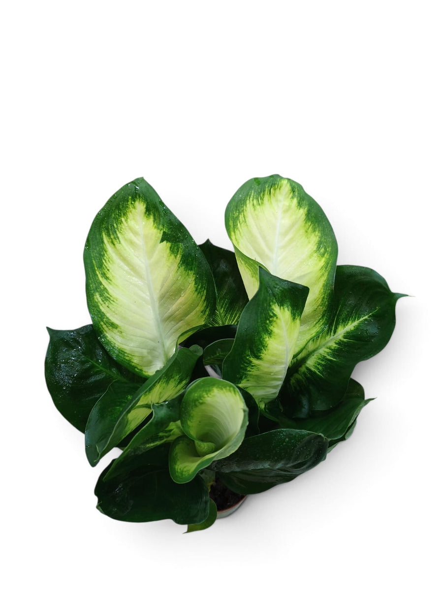 Dieffenbachia Camille