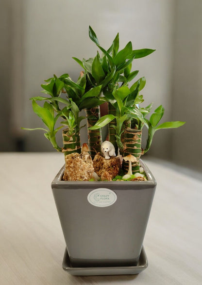 Designer planter with Bamboo