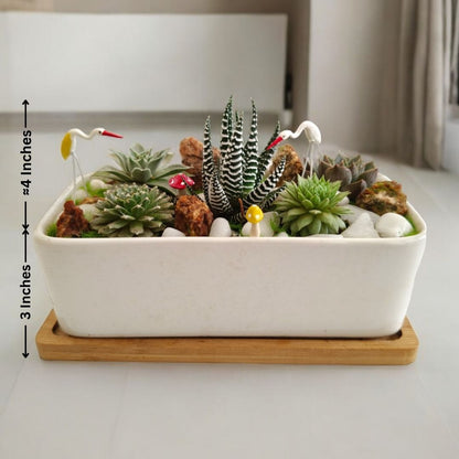 Designer planter with  Succulents