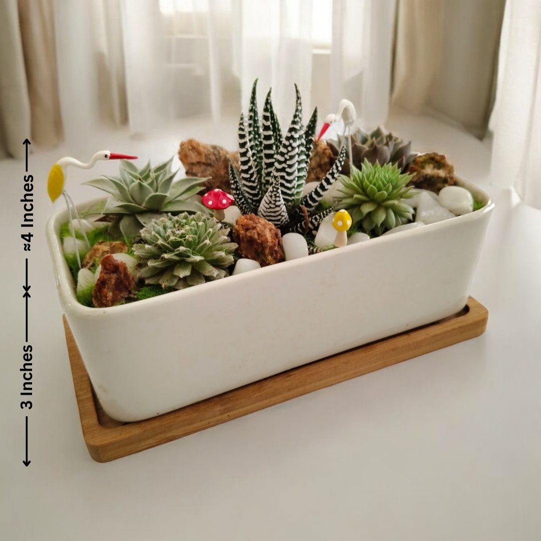 Designer planter with  Succulents