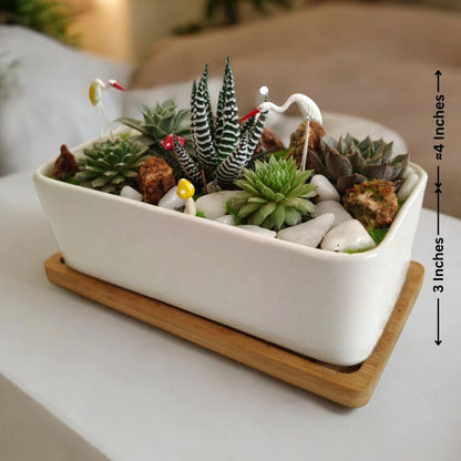 Designer planter with  Succulents