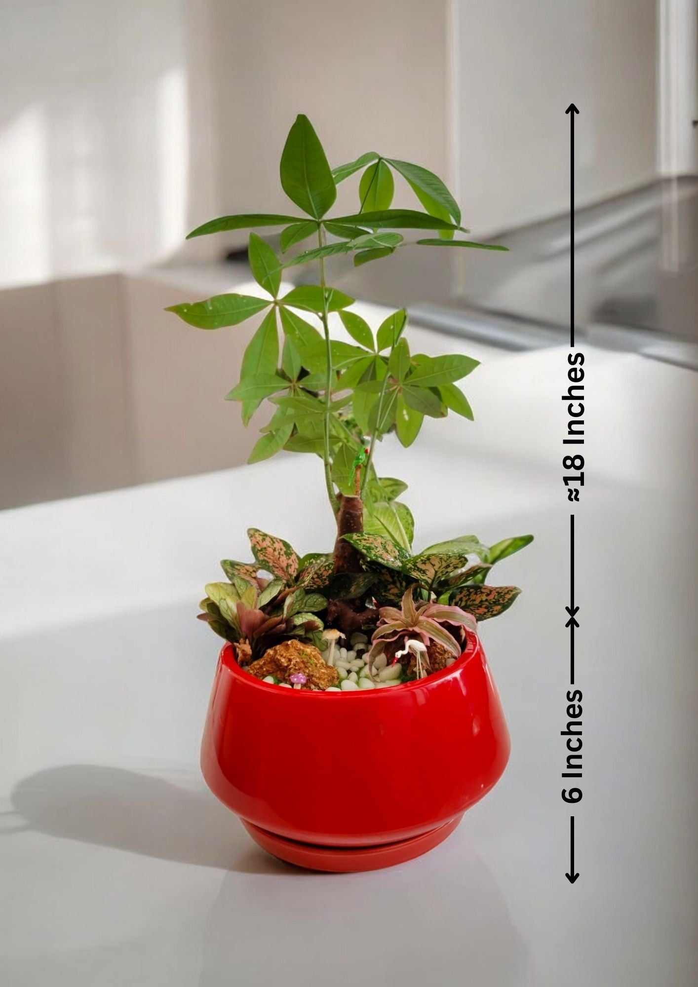 Designer planter with  Bonsai