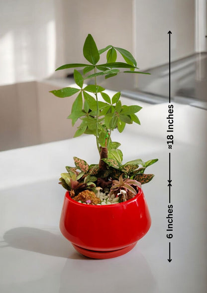 Designer planter with  Bonsai