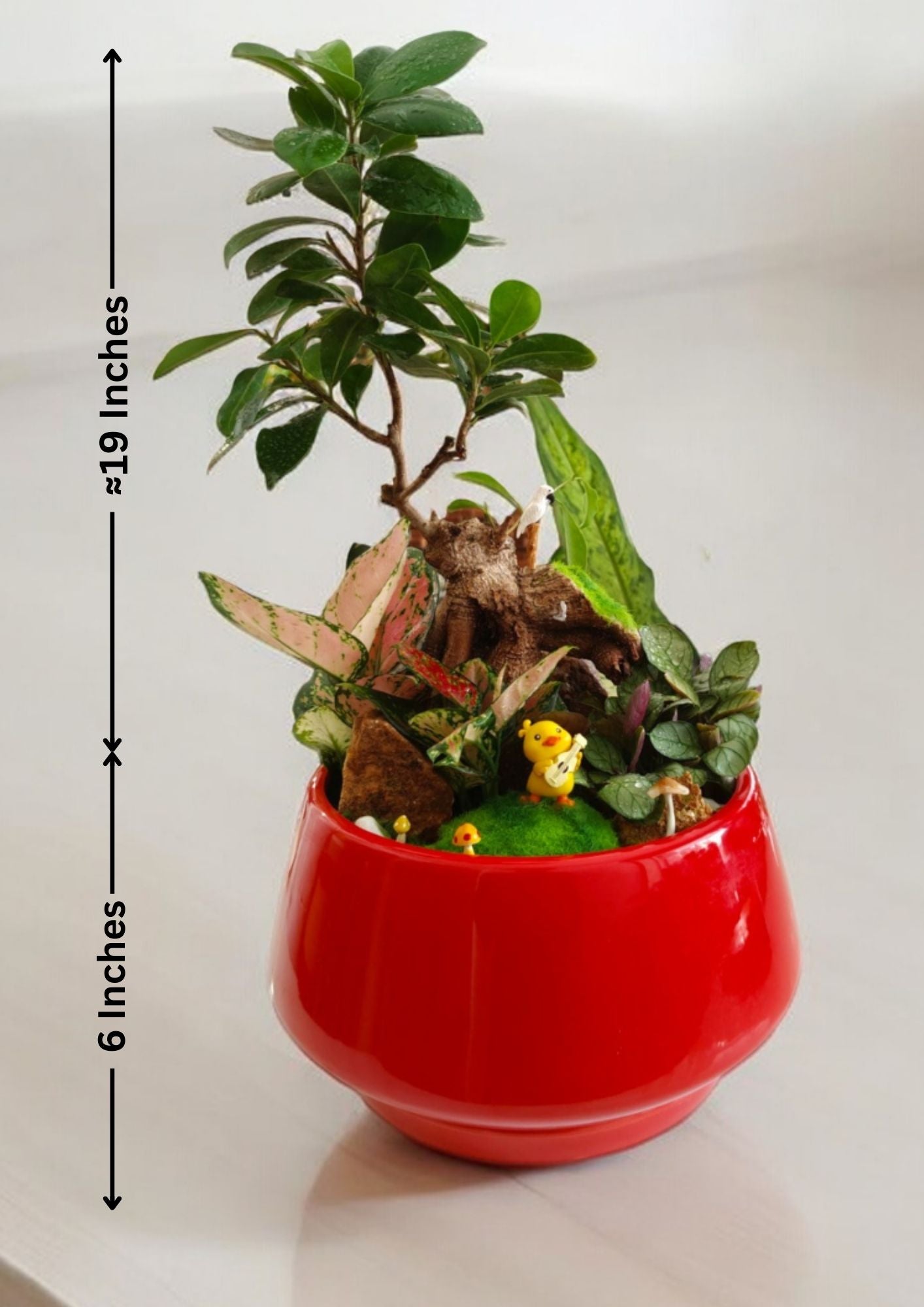 Designer planter with Bonsai