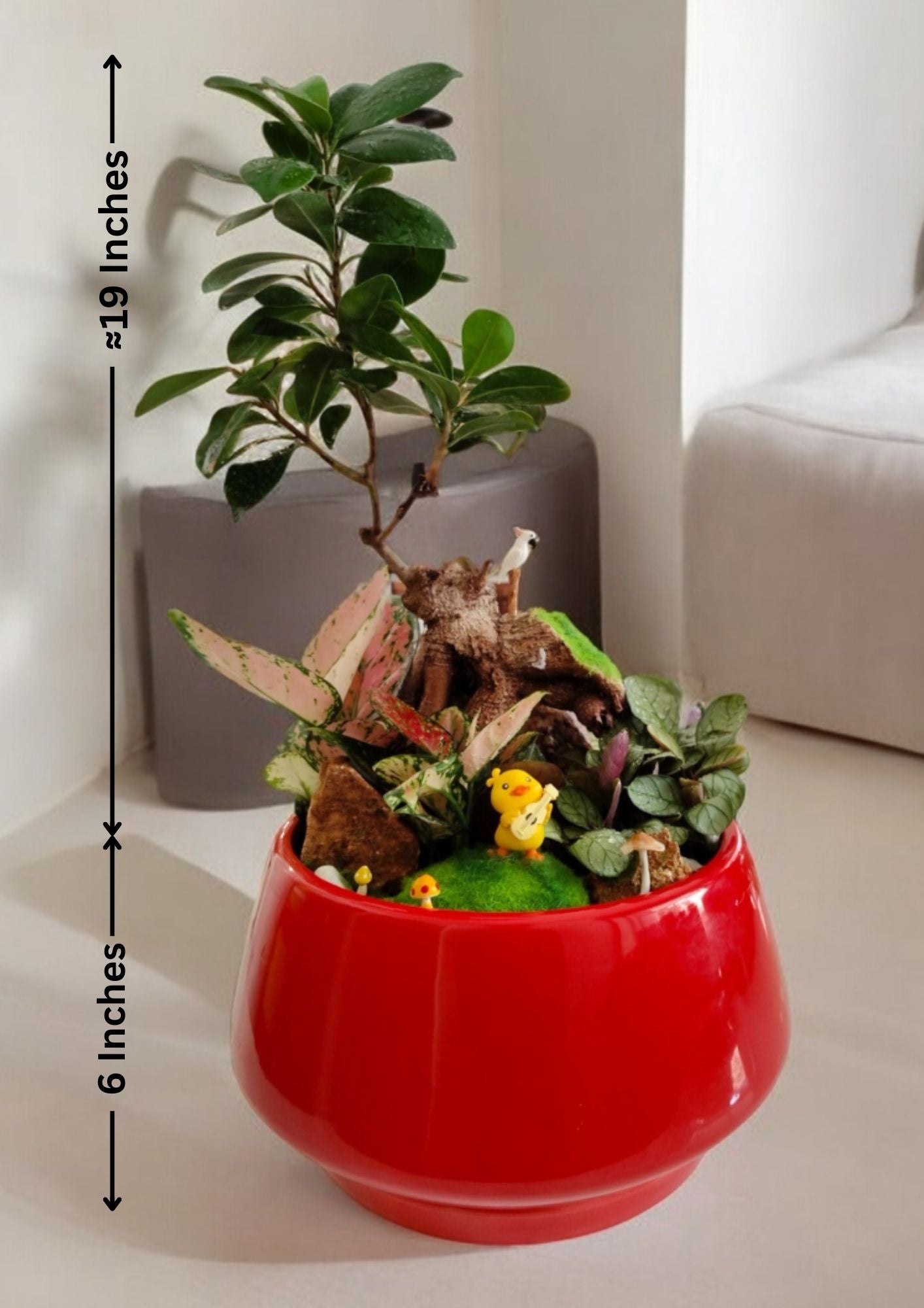 Designer planter with Bonsai