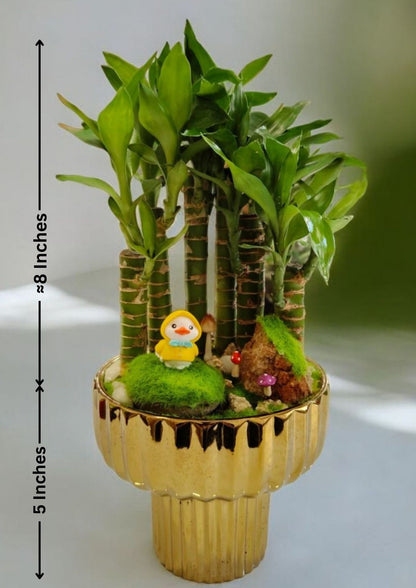 Designer planter with Bamboo