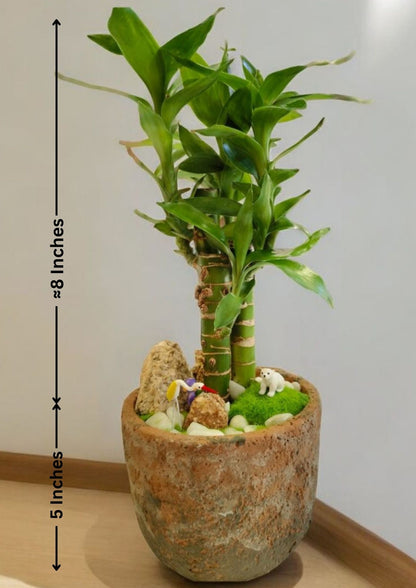 Designer planter with Bamboo