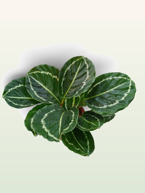 Dieffenbachia Camille