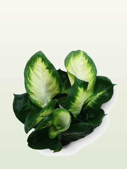 Dieffenbachia (Dumb Cane)